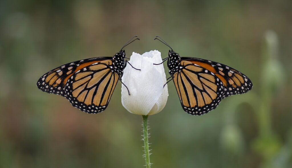 Mariposa simétrica en una flor