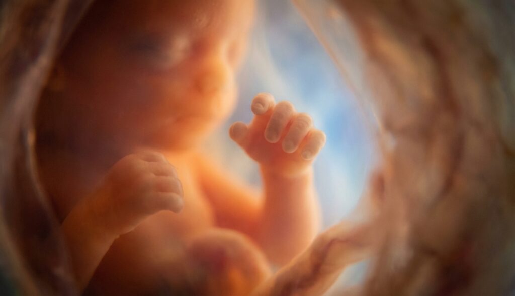 Huellas dactilares: el secreto revelado de tu identidad 2 huellas dactilares - desarrollo de las manos de un feto en el útero materno